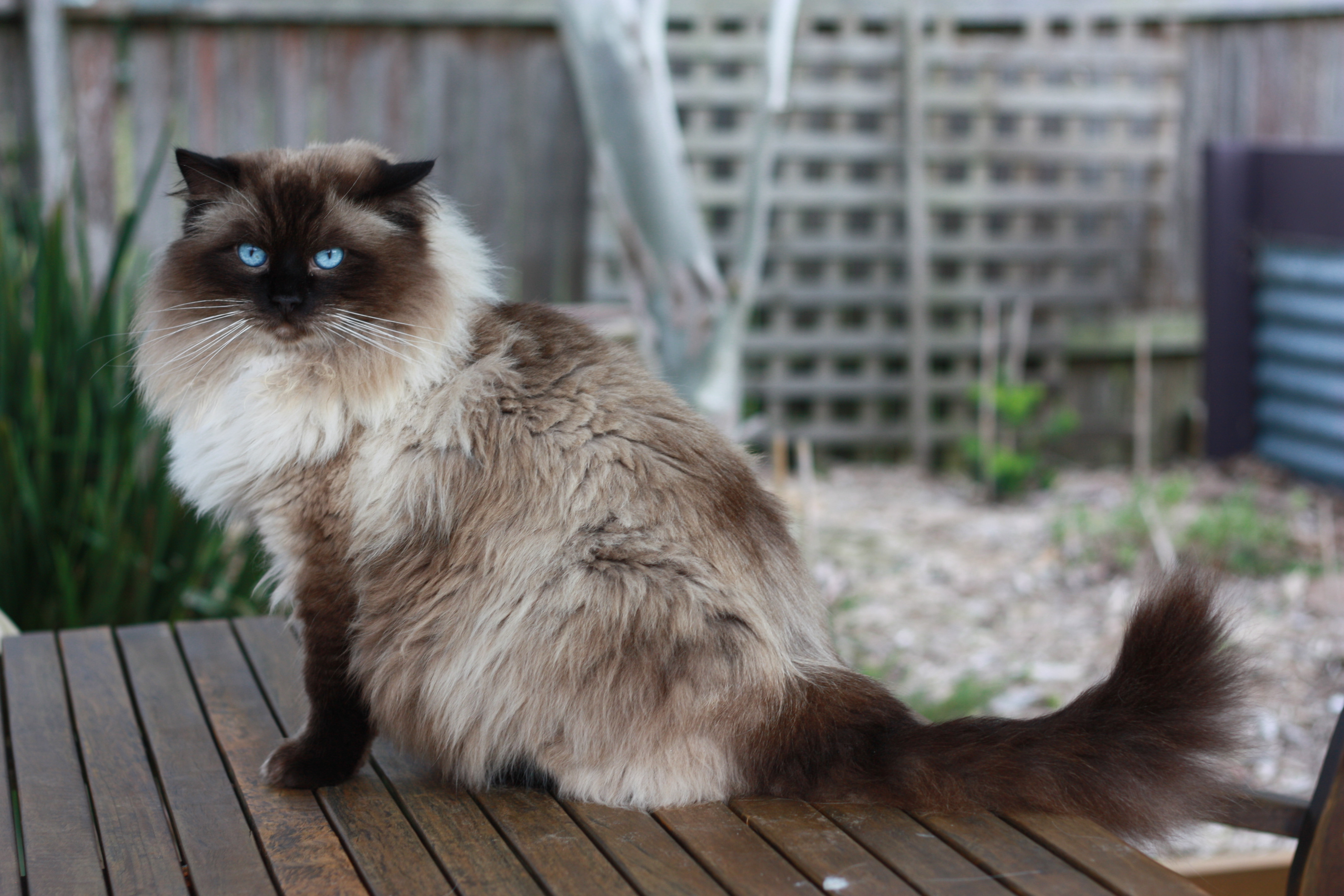 Our cats | Craigdolls Ragdoll Cats - ANCATS breeder in Blue Mountains ...